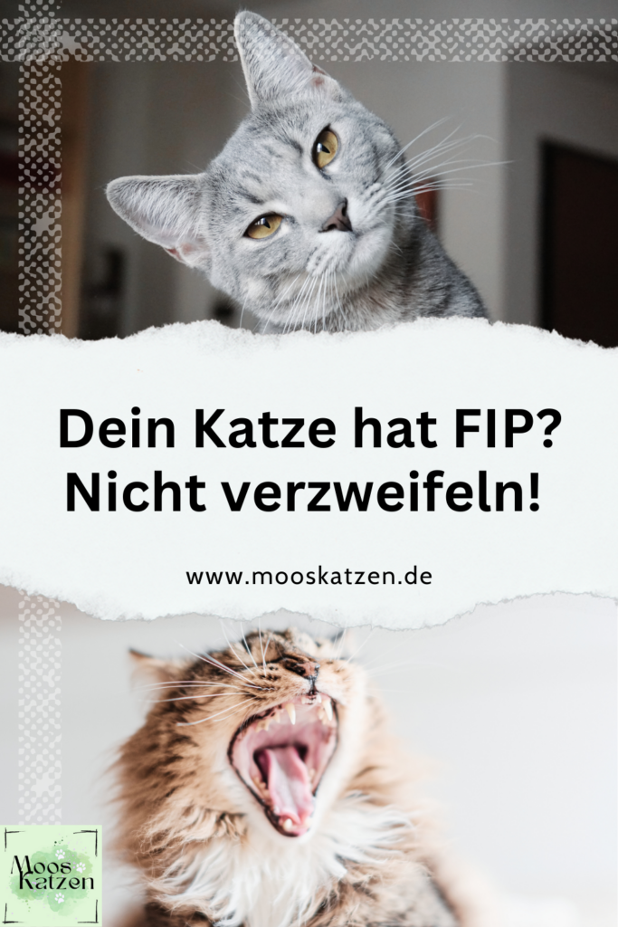 FIP Behandlung