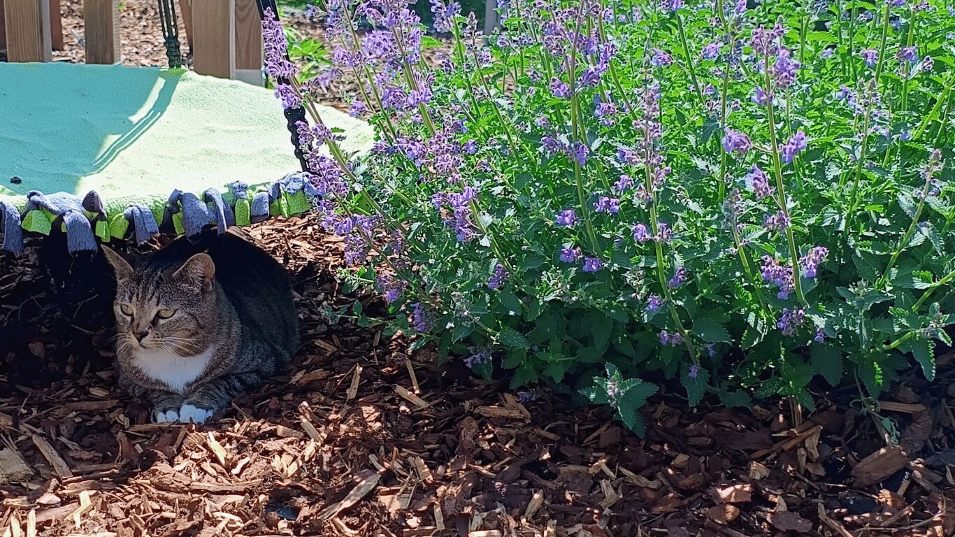 Blühendes Glück: Die schönsten und ungefährlichen Pflanzen für das Katzengehege