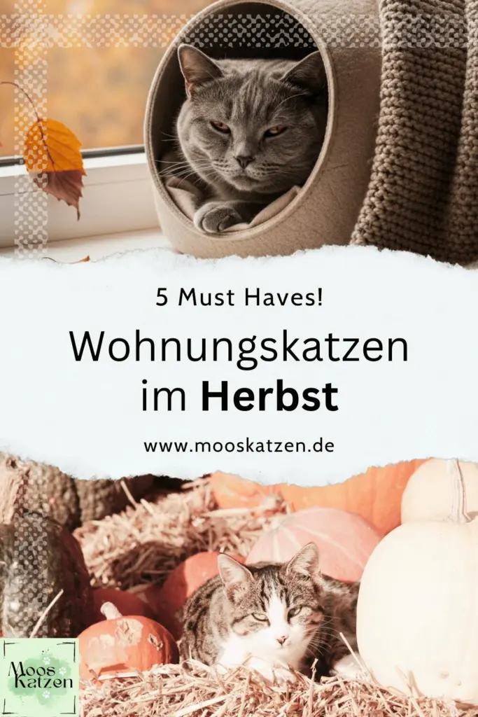 Wohnungskatze Herbst