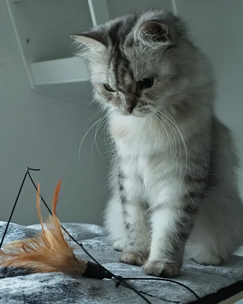 Wohnungskatze Herbst