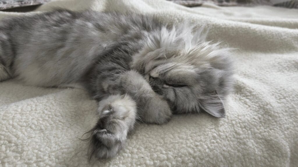 Katzen streiten was tun