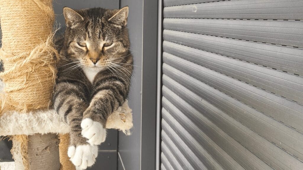 Katze aus Tierheim adoptieren