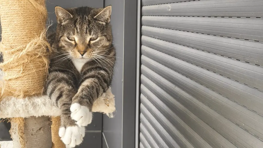 Katze aus Tierheim adoptieren