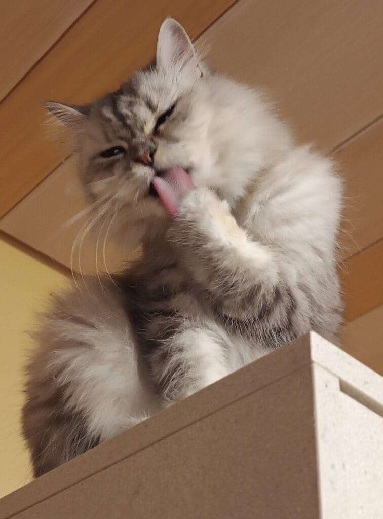 Katzenleckerlis selber machen