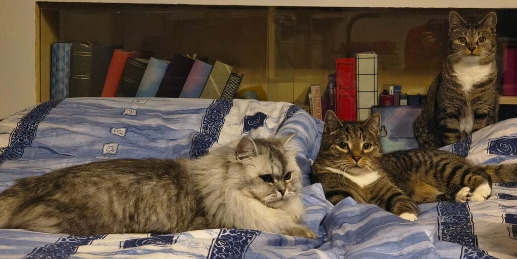 Katze aus dem Tierheim adoptieren