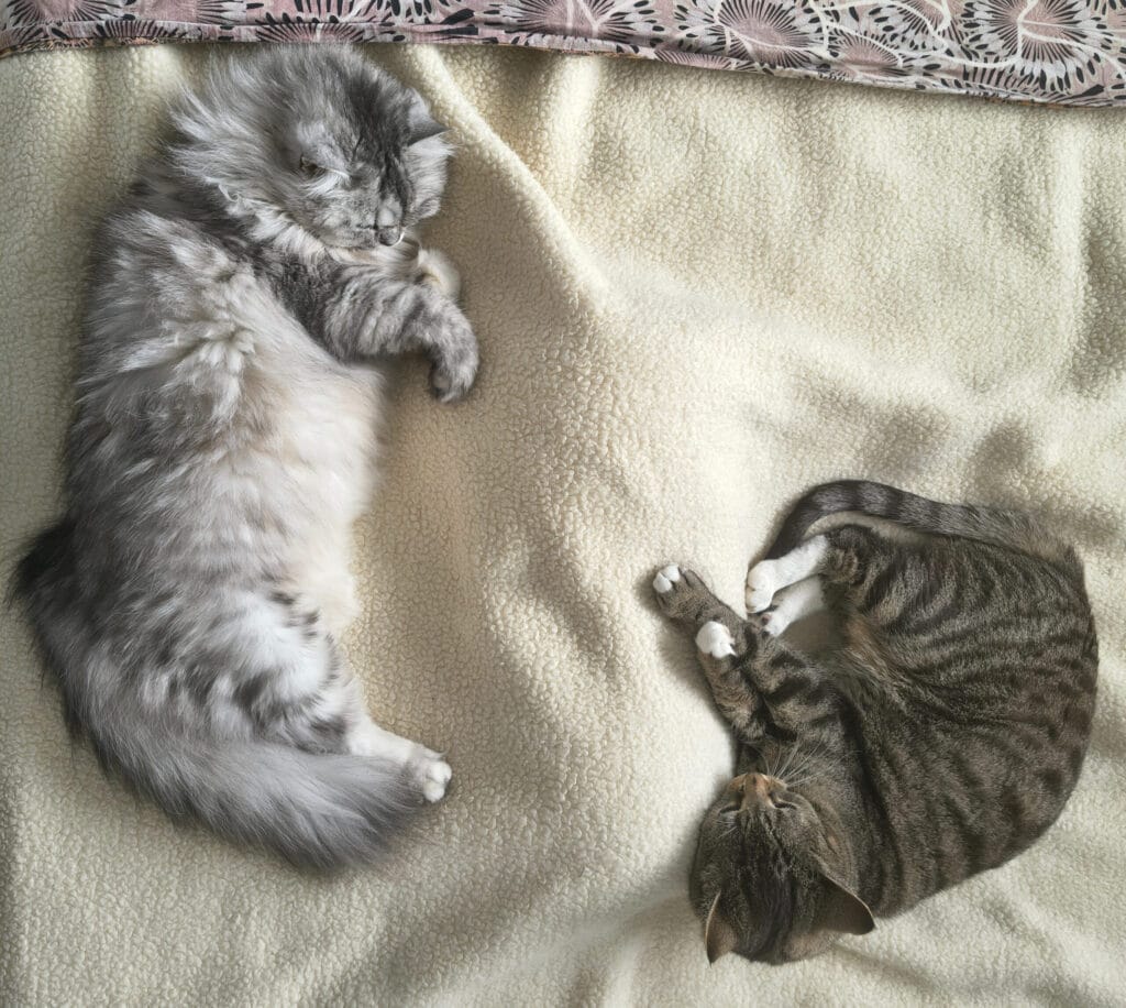 Katze aus dem Tierheim adoptieren