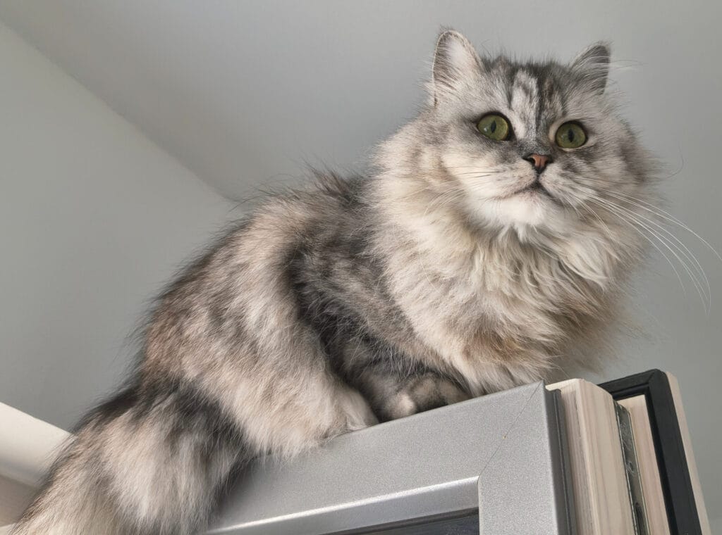 Katze aus dem Tierheim adoptieren