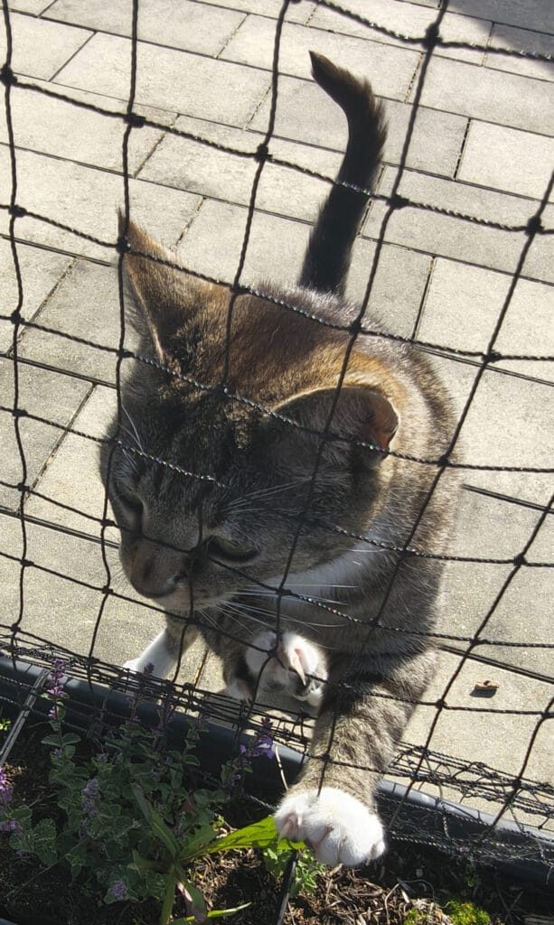 Katze aus dem Tierheim adoptieren