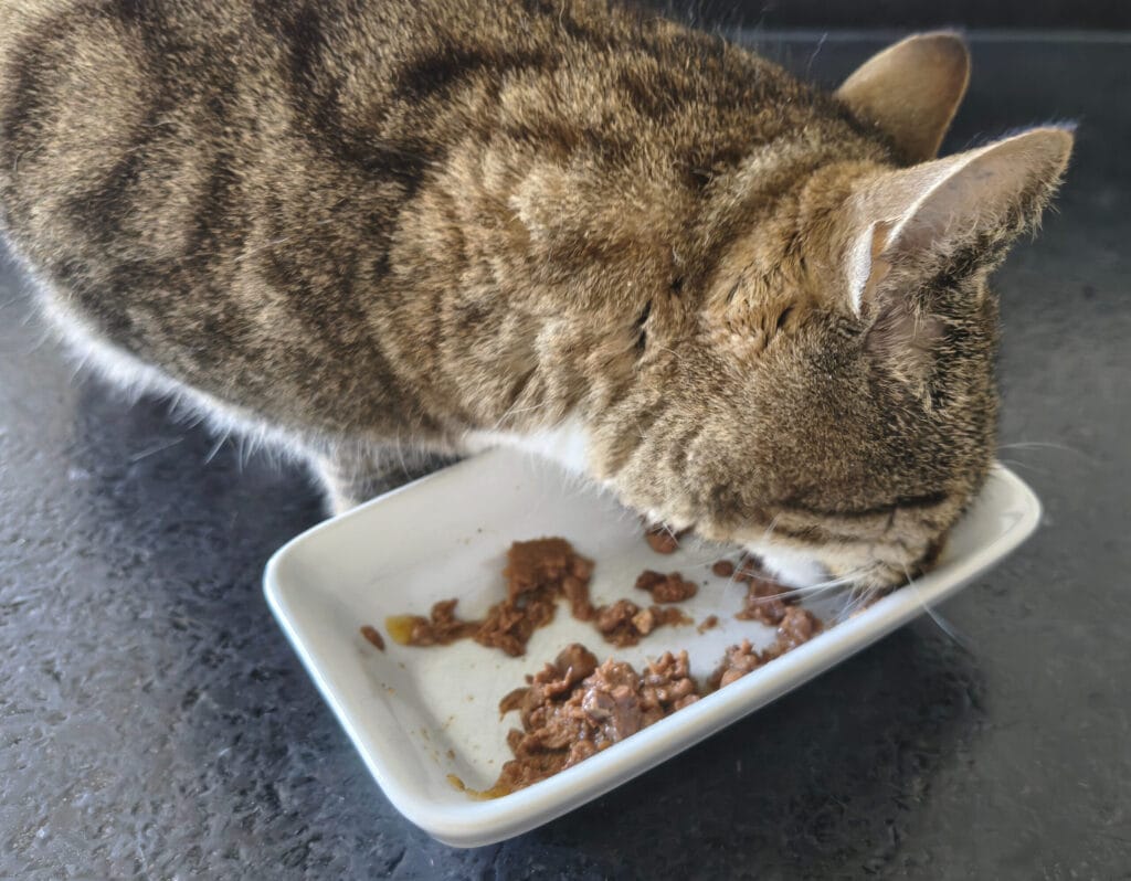 Katzenleckerlis selber machen