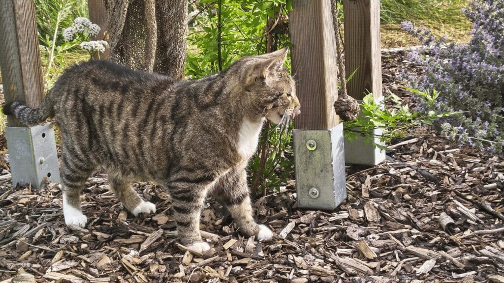 Katzenleckerlis selber machen