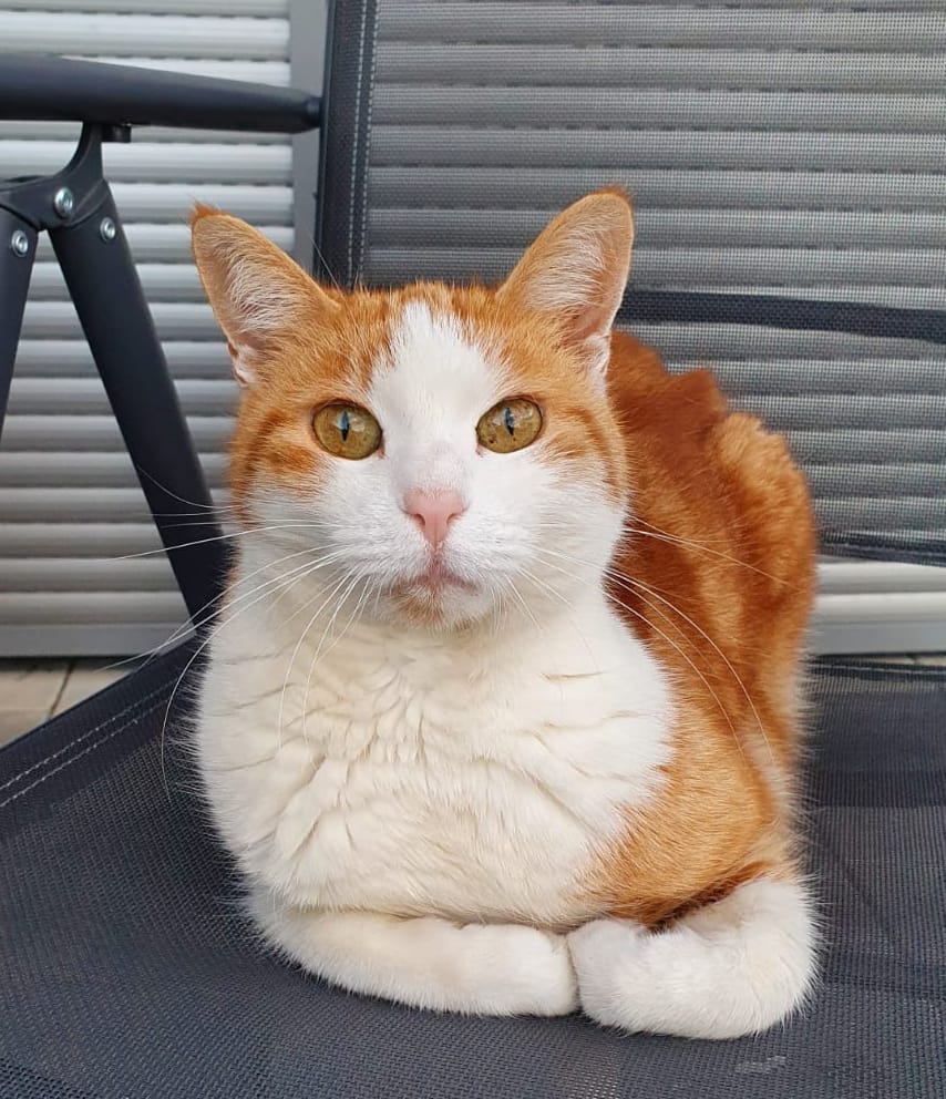 Katzenkrallen schneiden