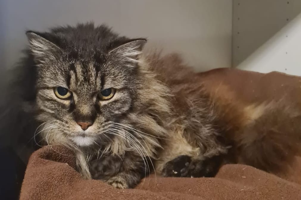 Abschied von der Katze