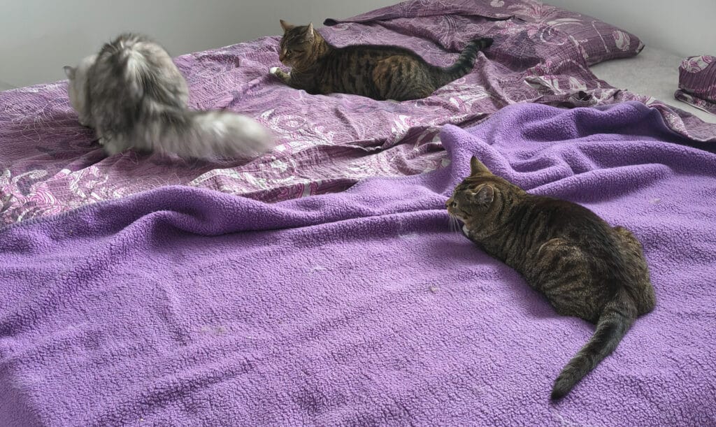 Abschied von der Katze