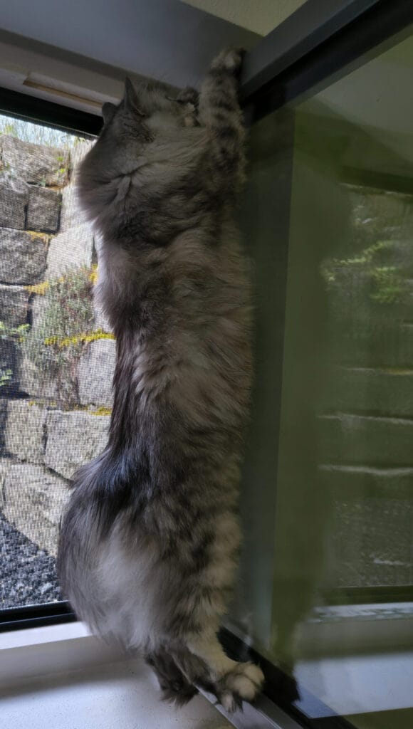 katzenkrallen schneiden
