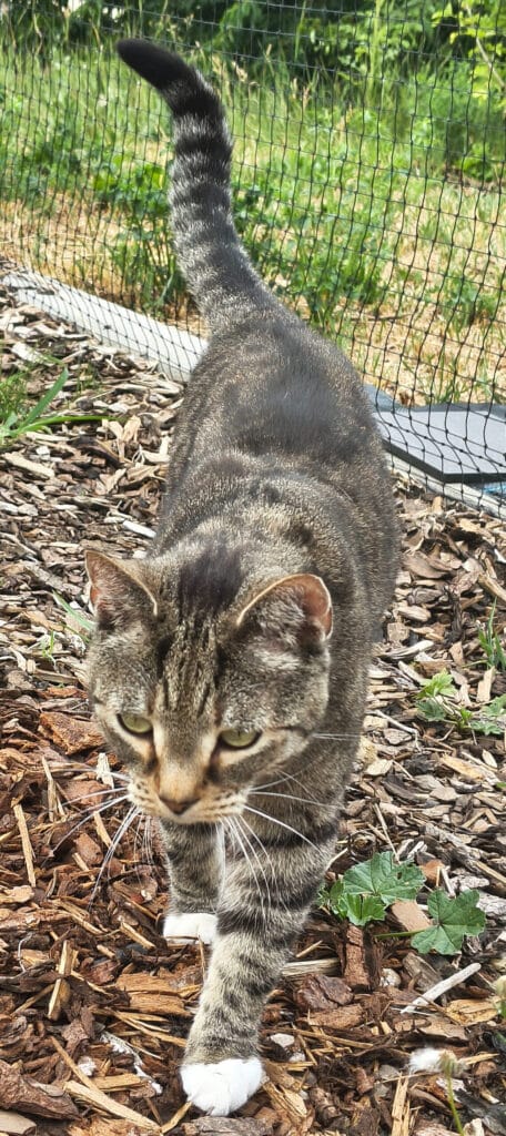 katzenkrallen schneiden