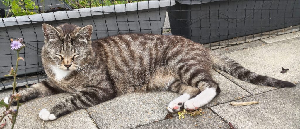 katzenkrallen schneiden