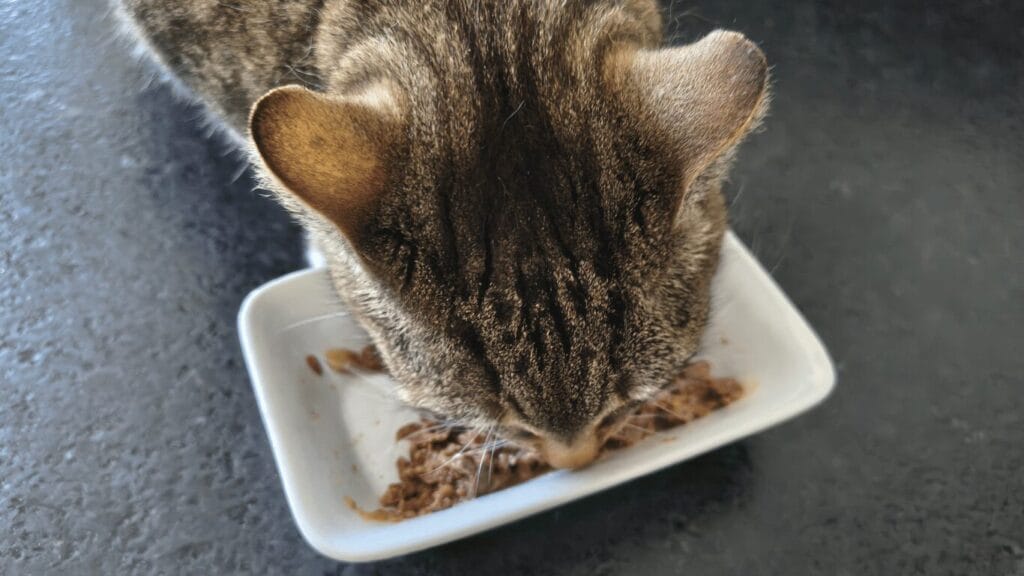 Katze frißt nicht mehr