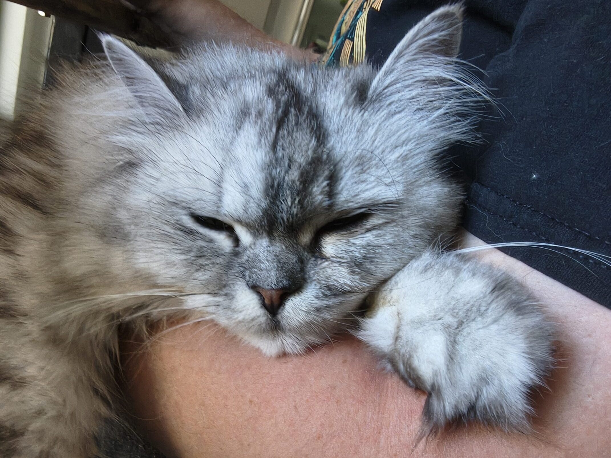 katze pinkelt aufs sofa
