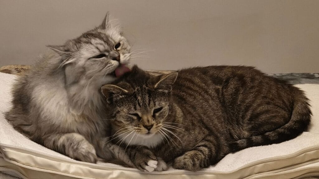Katze pinkelt aufs Sofa