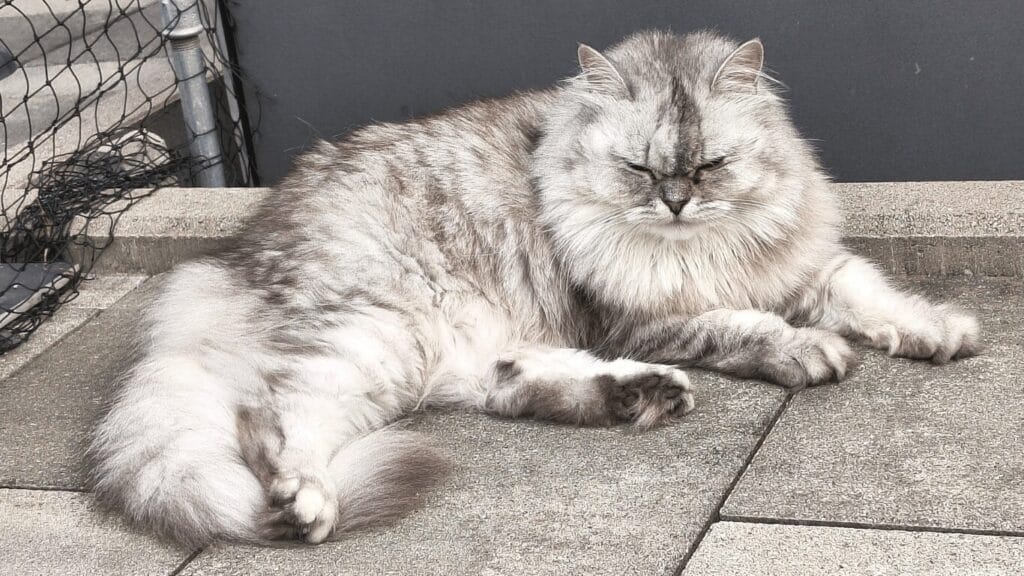 Katzenkrallen schneiden