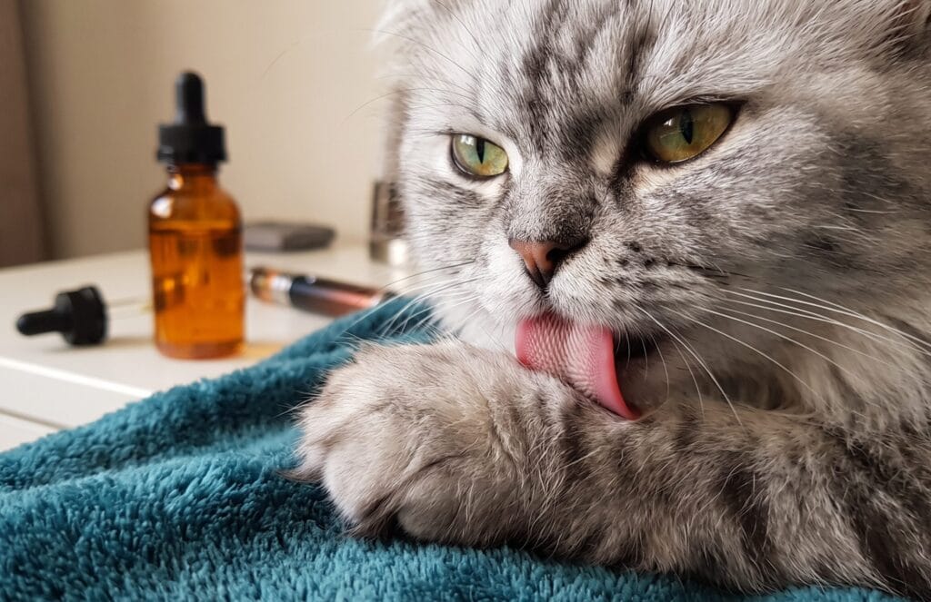 Passivrauchen bei Katzen