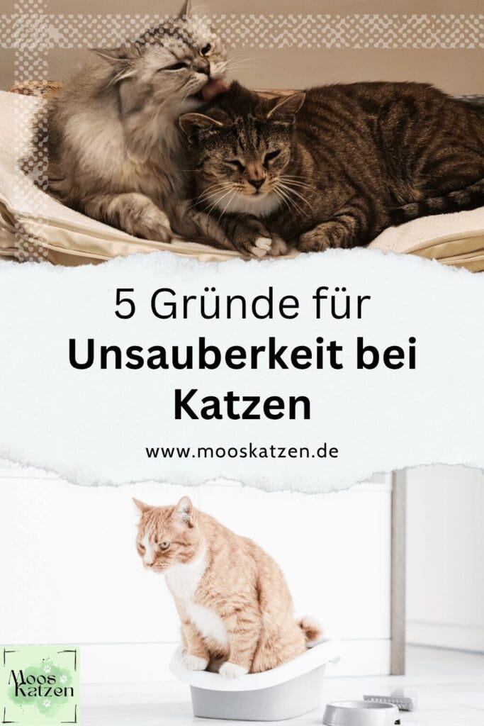 katze pinkelt aufs sofa