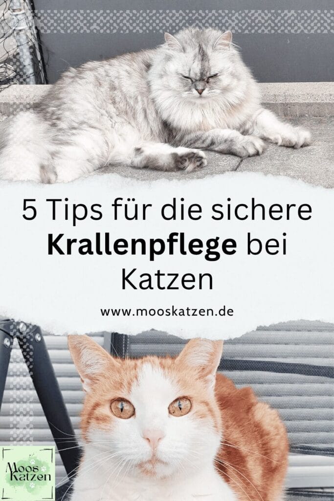 Katzenkrallen schneiden