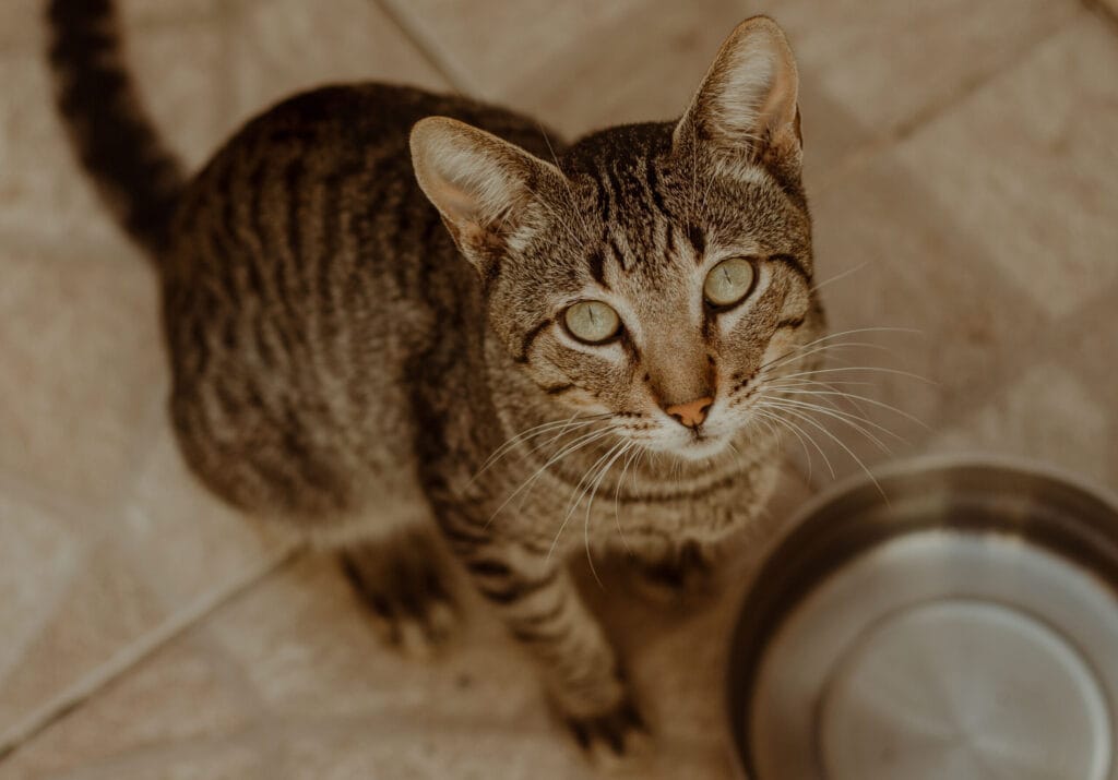 trinkfaule Katzen animieren