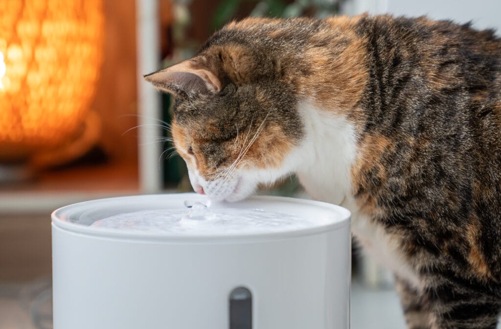 trinkfaule Katzen animieren