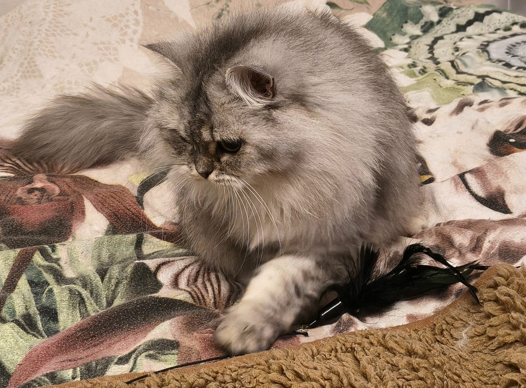 Geschenkideen für Katzen