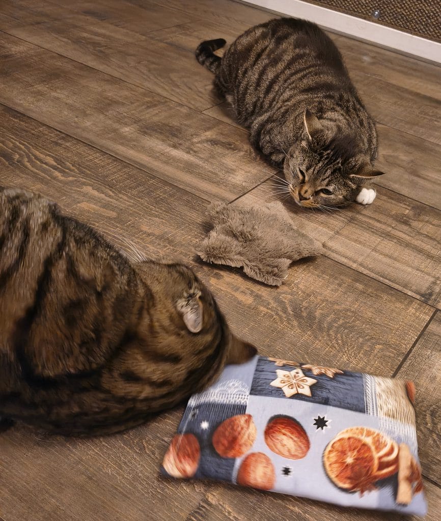 Geschenkideen für Katzen
