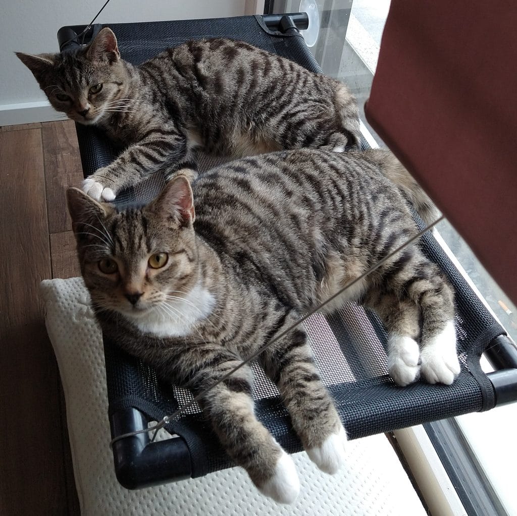 Geschenkideen für Katzen