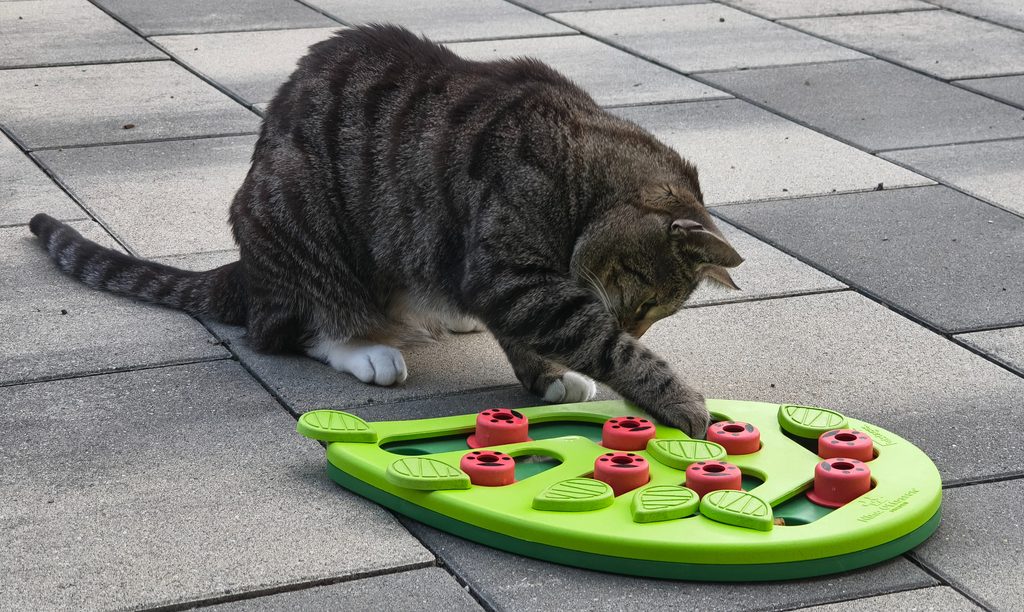 Geschenkideen für Katzen