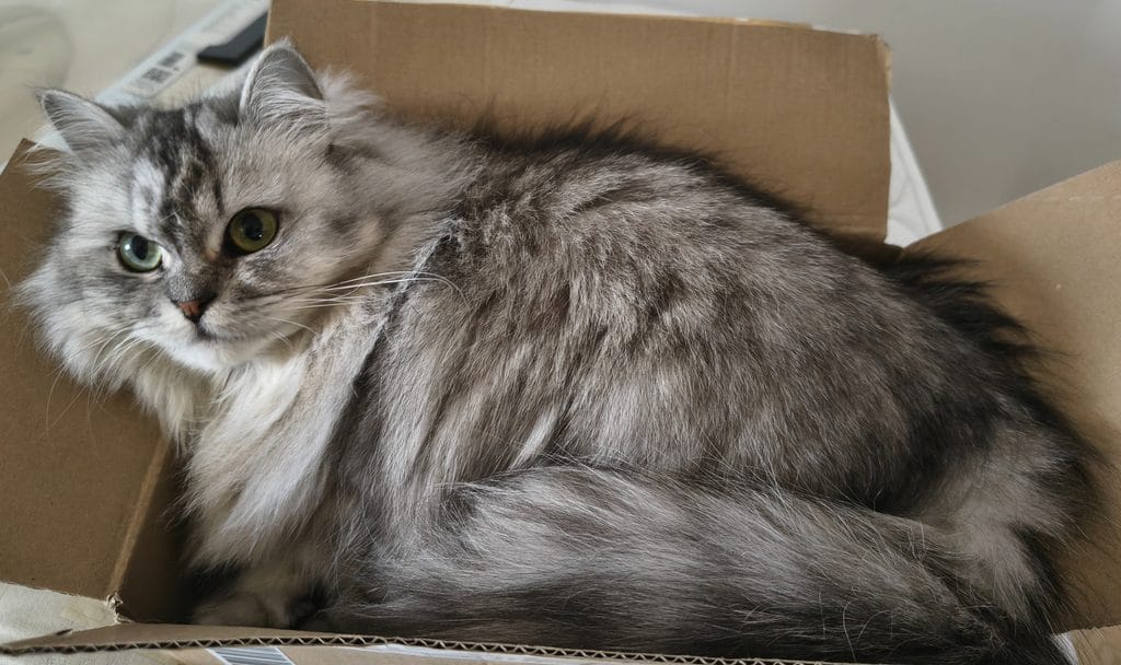 Geschenkideen für Katzen