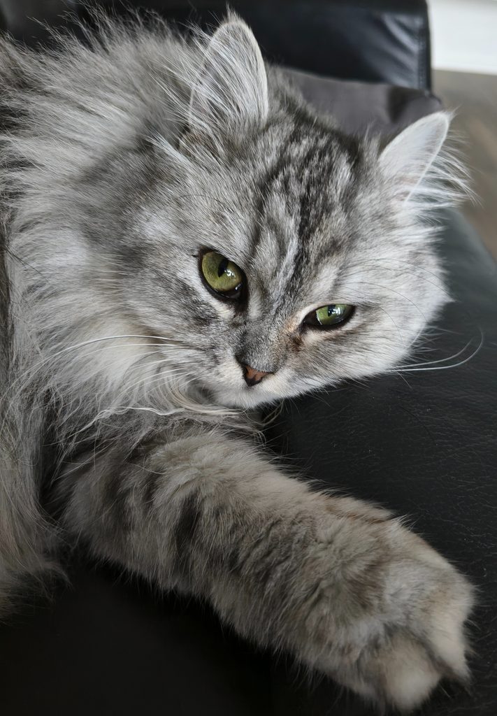 Geschenkideen für Katzenliebhaber