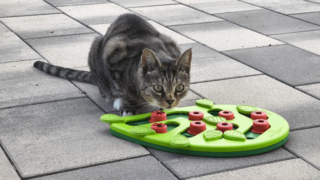 Geschenkideen für Katzen