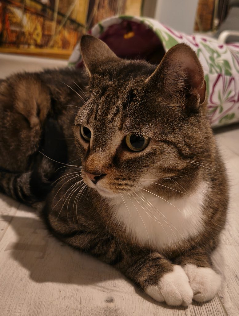 Geschenkideen für Katzenliebhaber
