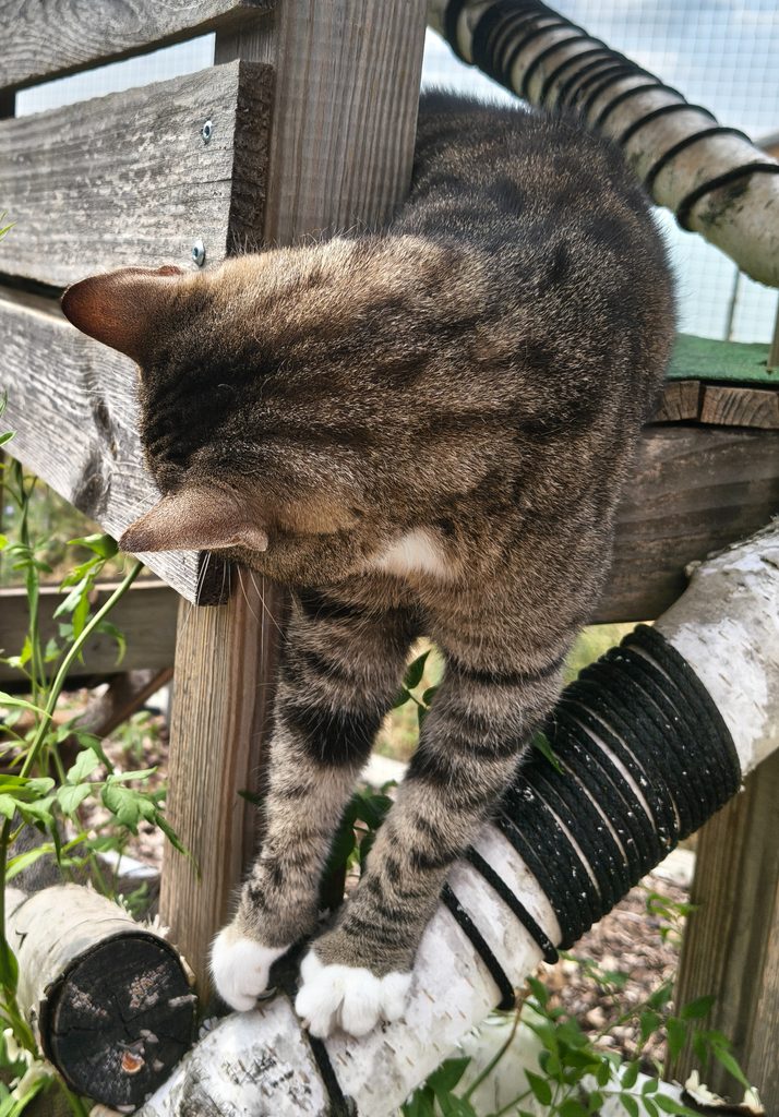 Geschenkideen für Katzenliebhaber
